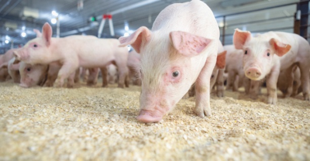 Chăn nuôi lợn trên toàn cầu đang gặp khó do giá thức ăn tăng cao. Ảnh: TL.