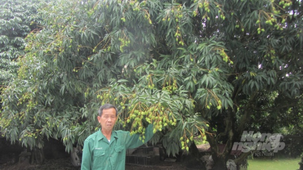 Ông Phạm Văn Hú bên cây vải lai chín sớm của gia đình. Ảnh: H.Tiến.