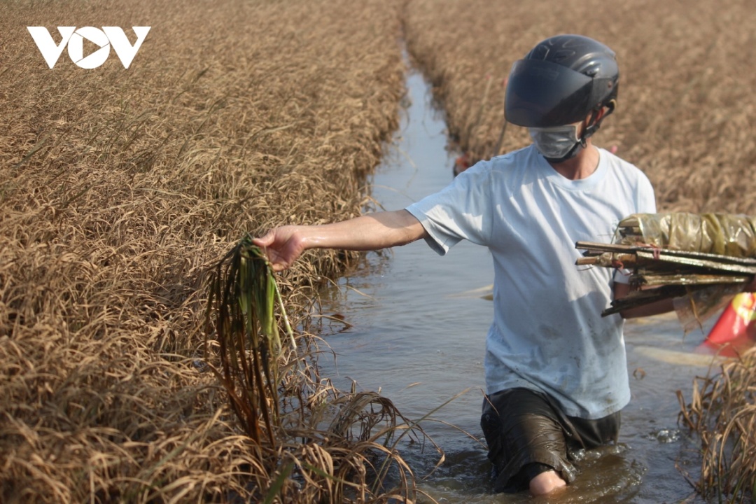Do ngâm nước dài ngày, nhiều diện tích lúa ở vùng trũng huyện Hải Lăng, tỉnh Quảng Trị bị hư hại.