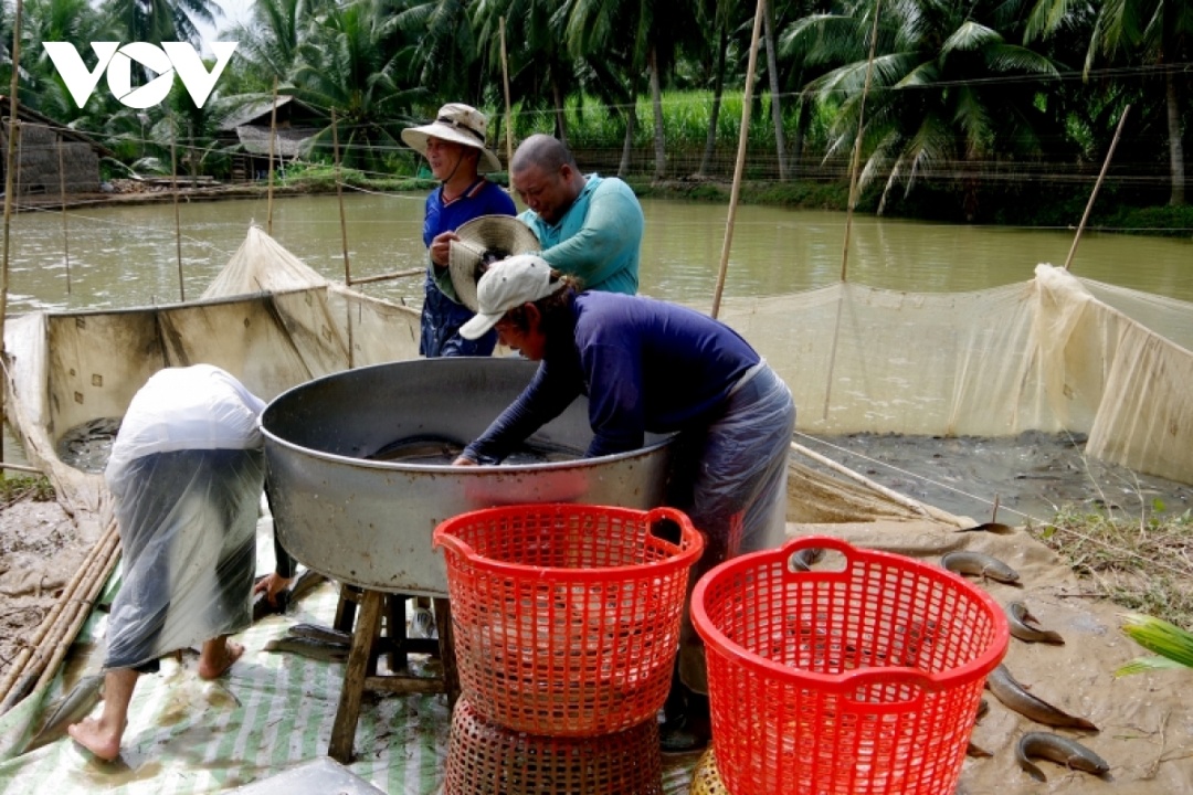 Đầu ra gặp khó, người nuôi cá lóc ở Trà Vinh chọn cách "thu tỉa" những cá đạt trọng lượng để mang đi tiêu thụ trước