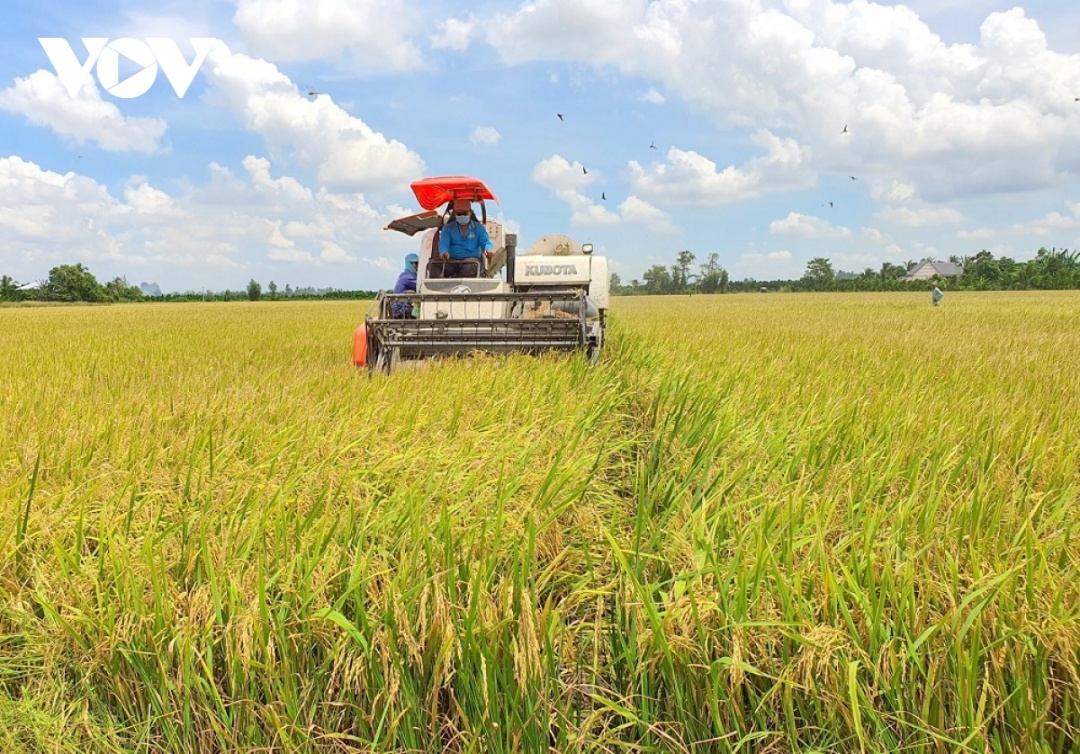 Giá phân bón tăng cao nhưng giá lúa đang có chiều hướng giảm