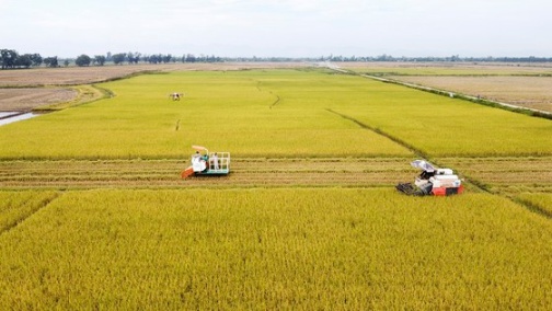 Trồng lúa hữu cơ mở ra hướng canh tác bền vững cho nông dân Quảng Trị ảnh 9