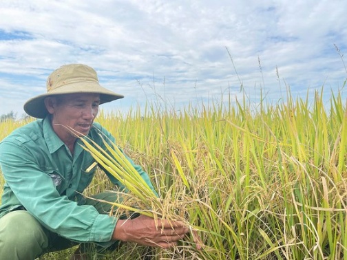 Trồng lúa hữu cơ mở ra hướng canh tác bền vững cho nông dân Quảng Trị ảnh 7