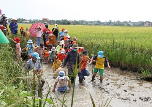 Trồng lúa hữu cơ mở ra hướng canh tác bền vững cho nông dân Quảng Trị ảnh 11