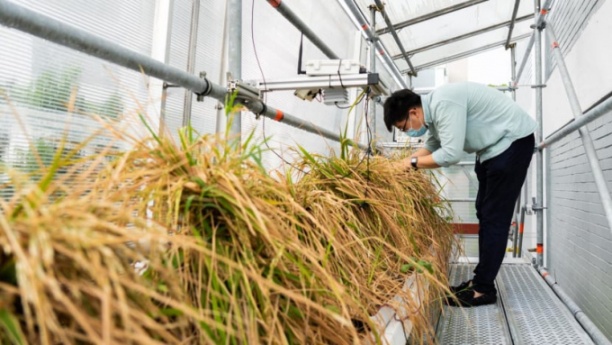 Giống lúa đô thị chống chịu với biến đổi khí hậu được trồng trong một trang trại thẳng đứng của hãng Temasek. Ảnh: Netatech