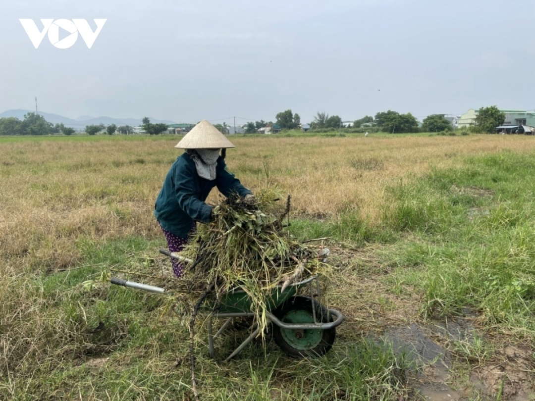 Người trồng lúa ở Bà Rịa - Vũng Tàu gặp khó khi giá đầu vào tăng nhưng lúa thương phẩm thấp. (Ảnh: Gia Khang)