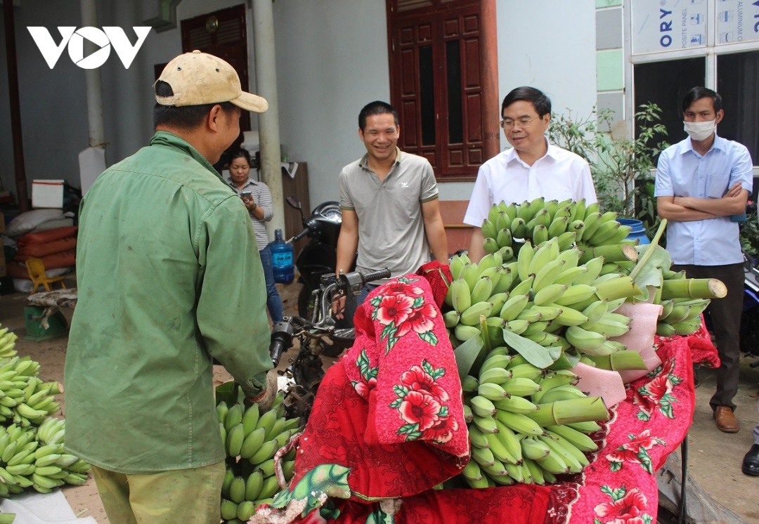 Nông dân xã Mường Bú, huyện Mường La (Sơn La) chở chuối đến điểm tập kết của HTX để tiêu thụ