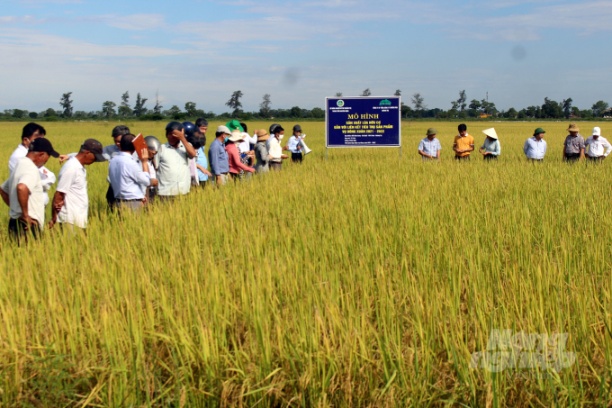 Lúa hữu cơ sản xuất trên cánh đồng lớn giúp nông dân lãi 30 triệu đồng/ha. Ảnh: Võ Dũng.