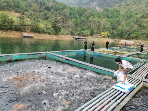 Nhờ nuôi cá lồng trên hồ sinh thái Na Hang - Lâm Bình giúp nhiều hộ dân nơi đây có nguồn thu ổn định. Ảnh: Đào Thanh.