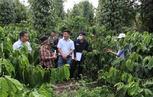 Nông dân các tỉnh Tây Nguyên thăm mô hình cảnh quan cà phê trong vùng Dự án. Ảnh: Quang Yên.