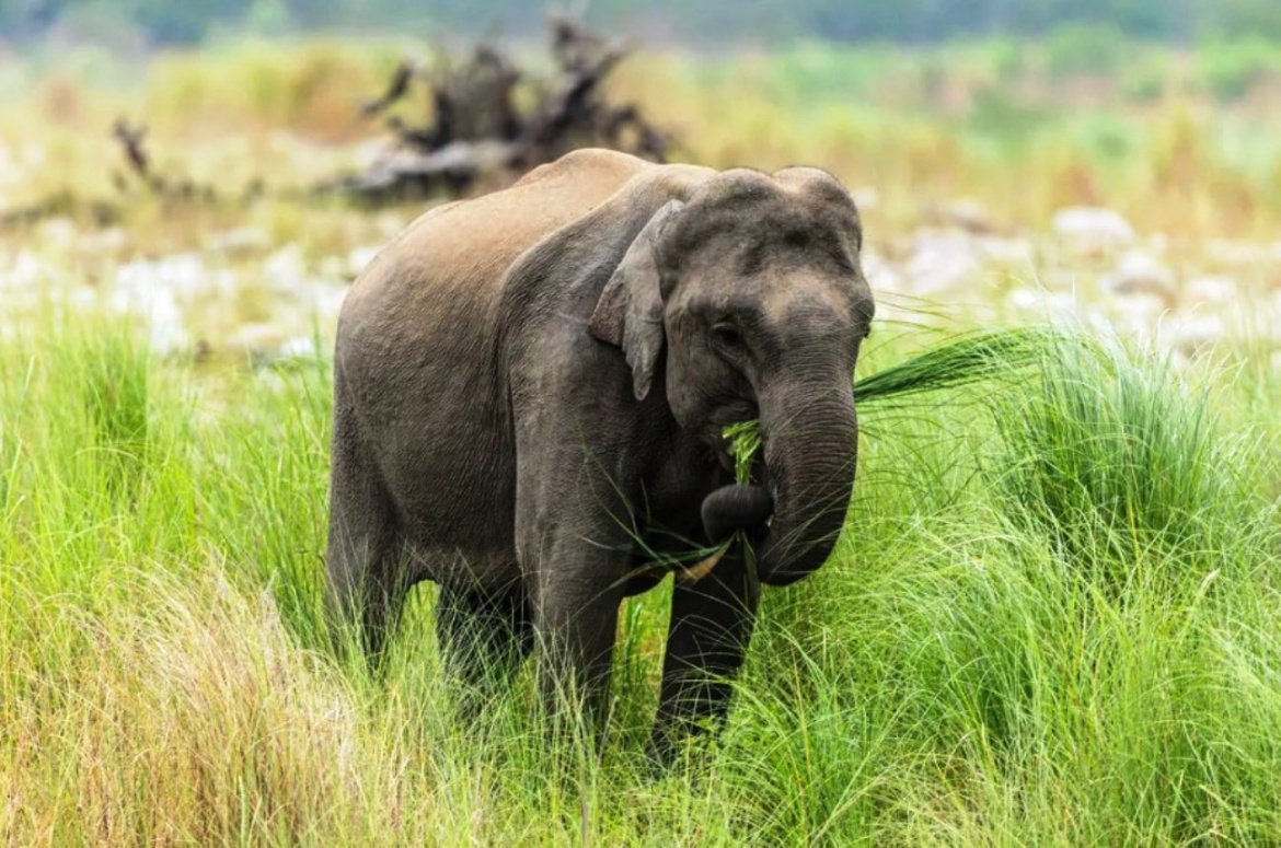 Rác thải nhựa khiến loài voi đối mặt với nhiều nguy hiểm