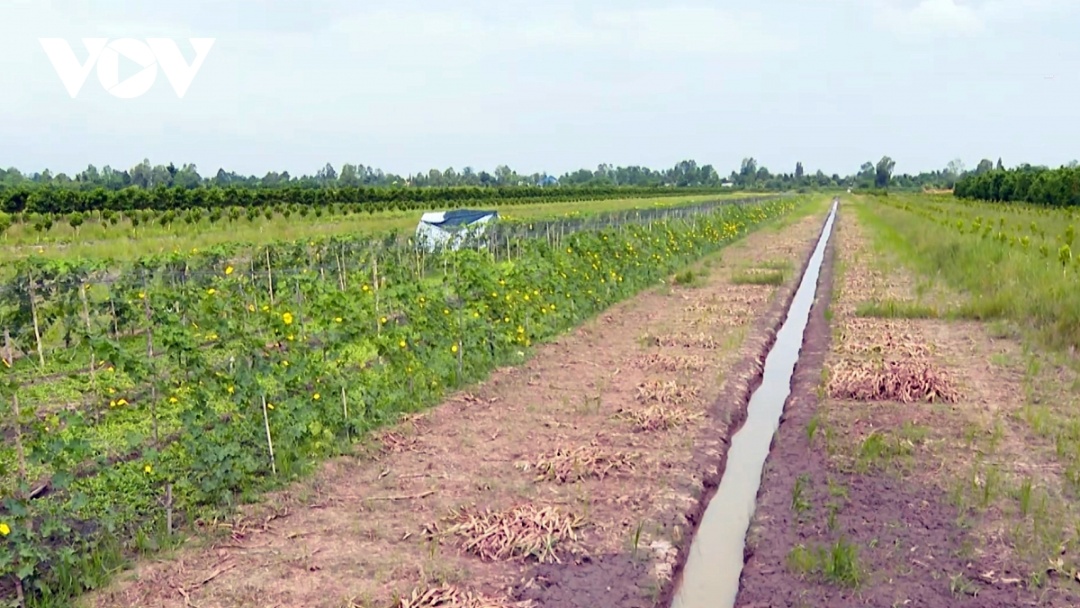 Hầu hết diện tích đất trồng khoai lang đã được người dân chuyển đổi thành vươn cây ăn trái.