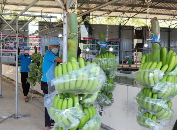 Mở cửa thị trường cho trái cây Việt - Ảnh 1.