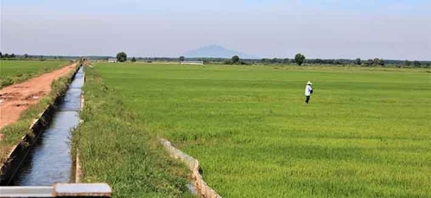 Giấc mơ cánh đồng lúa nếp hữu cơ bên sông La Ngà - Ảnh 1.