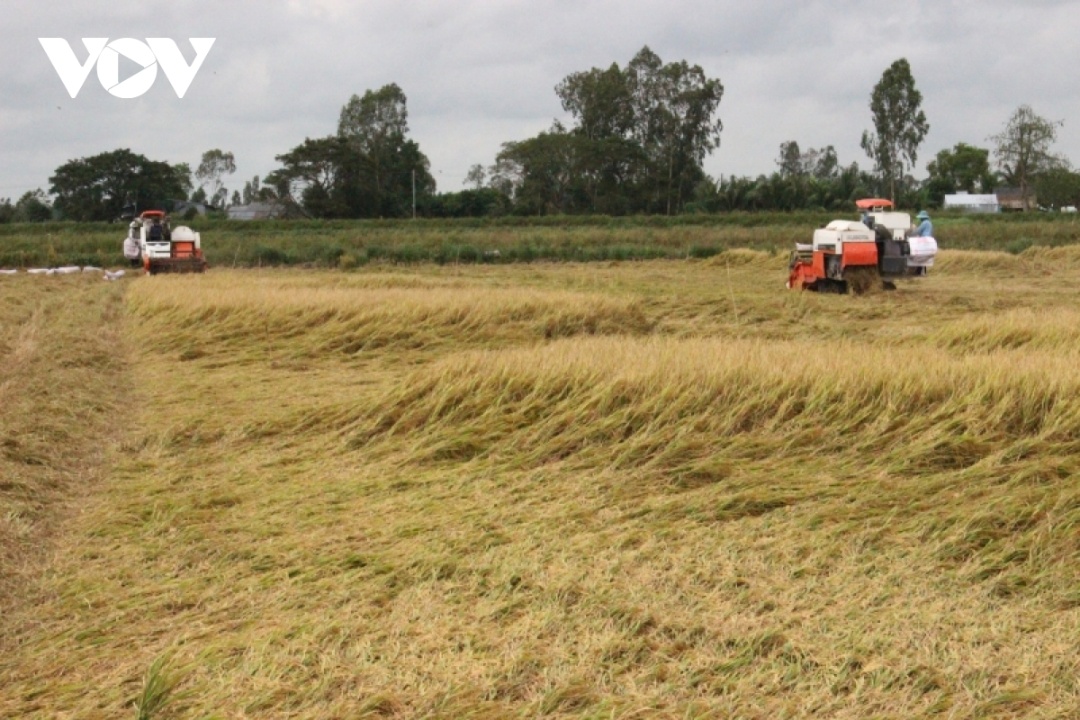 ĐBSCL là khu vực sản xuất lúa lớn nhất cả nước