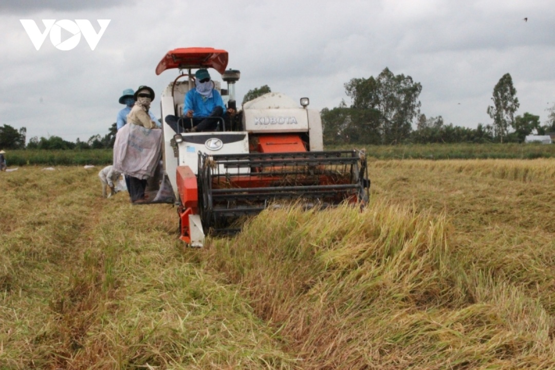 Nông dân huyện Trà Ôn, tỉnh Vĩnh Long thu hoạch lúa