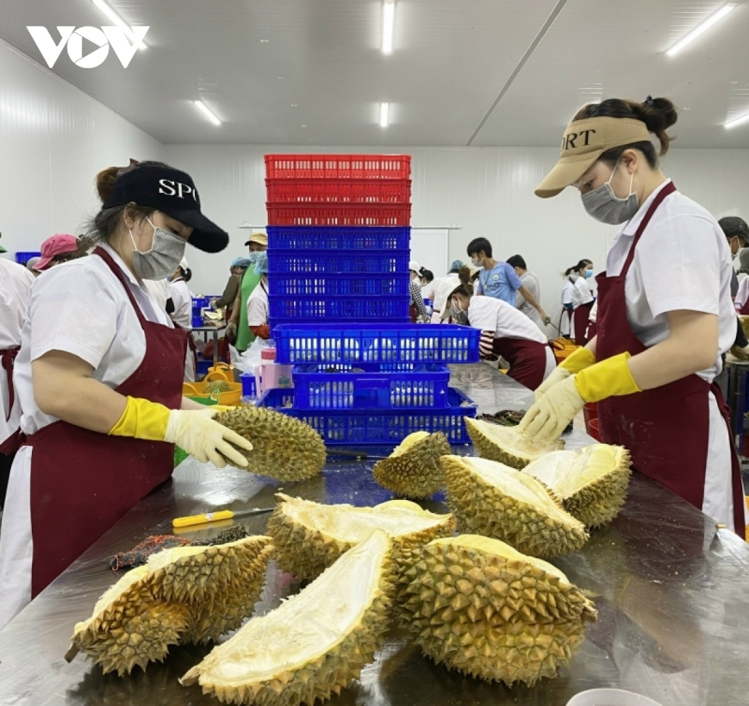 Các doanh nghiệp xuất khẩu ở Đắk Lắk đẩy mạnh chế biến sâu mặt hàng trái cây để xuất khẩu mang lại giá trị kinh tế cao hơn.