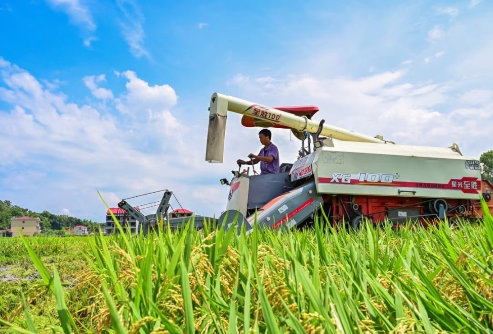 Trung Quốc, nước trồng lúa lớn nhất, đã cảnh báo tỷ lệ sâu bệnh cao hơn trong vụ mùa năm nay