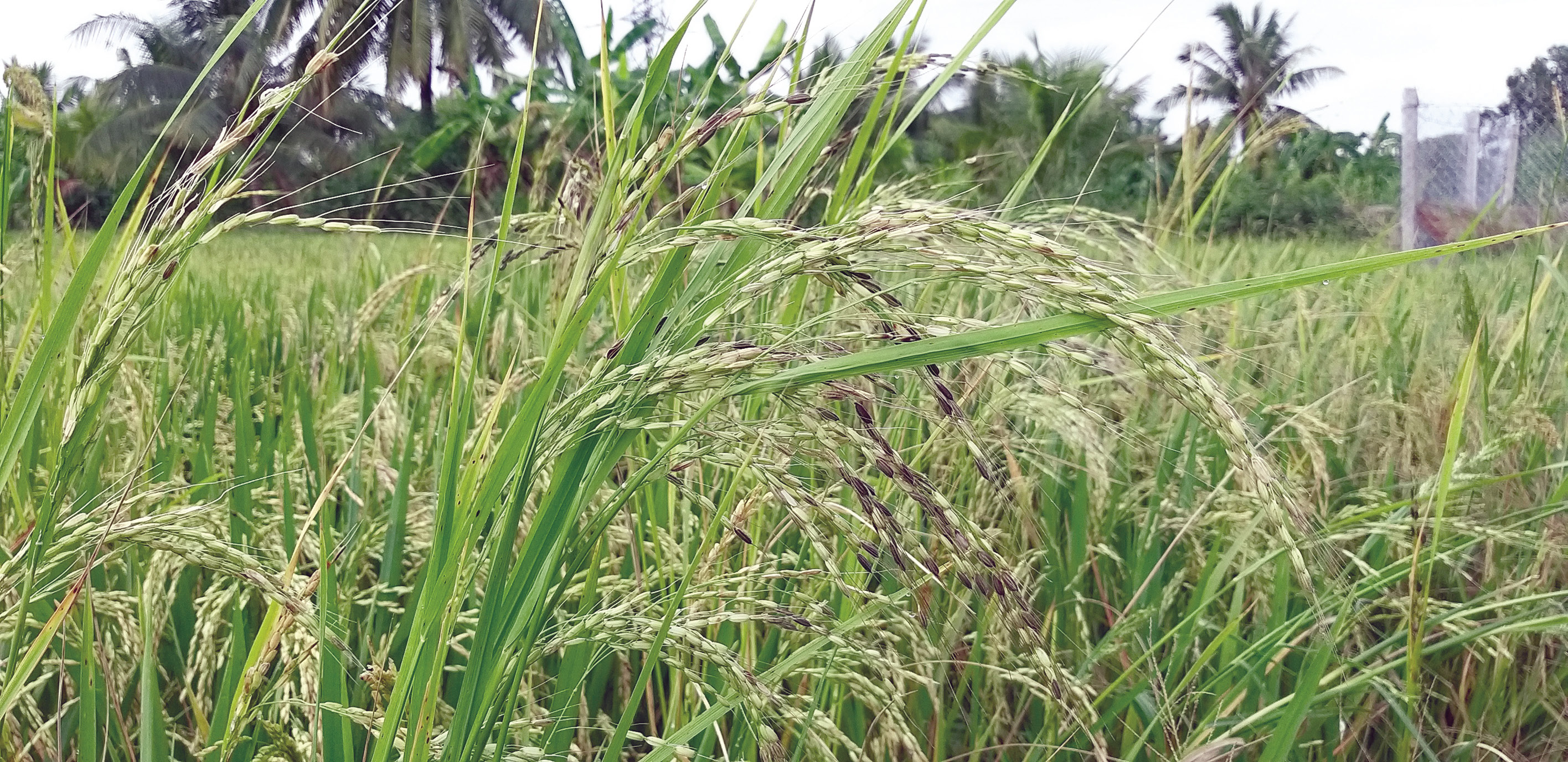 Lãnh đạo huyện Cái Bè kiểm tra tình hình dịch bệnh trên cây lúa « Đài Phát  thanh – Truyền hình Tiền Giang