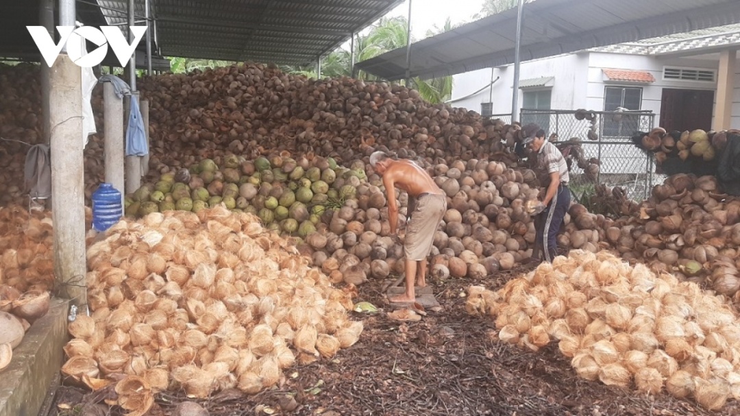 Trái dừa khô tại tỉnh Bến Tre tồn đọng số lượng lớn.