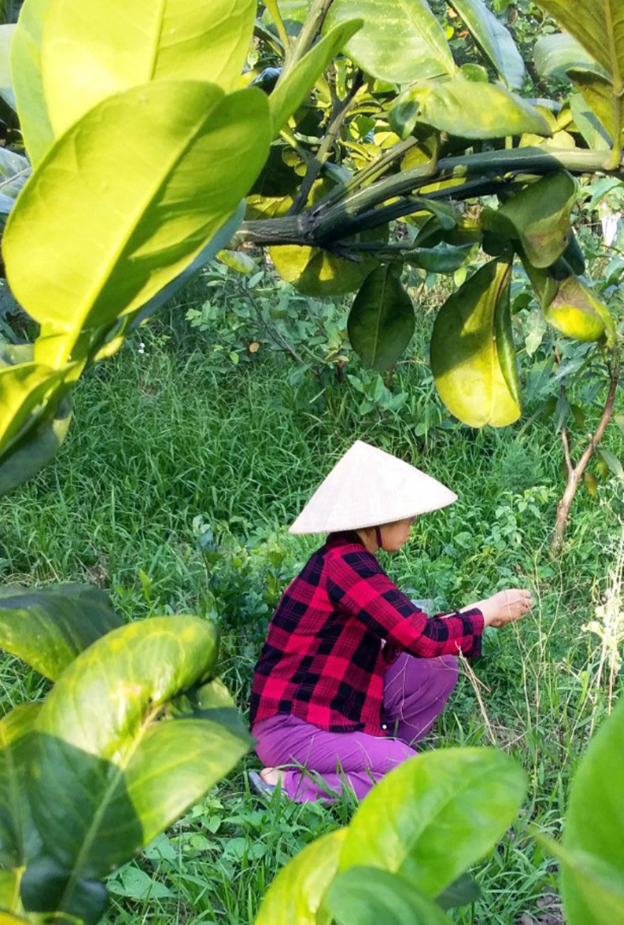 Chiều nào chị Lê Thị Huyền cũng có mặt ở vườn để thăm nom cây cối