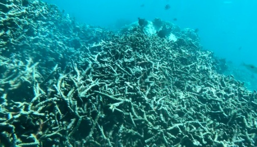 Nha Trang tìm cách phục hồi rạn san hô chết ở biển Hòn Mun ảnh 1