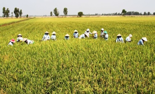 Sáng, tối bức tranh nông sản Việt - Hướng đi bền vững từ sản xuất sạch ảnh 1