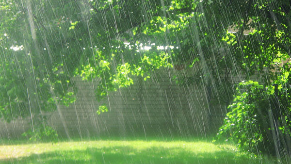 Mưa quê: Hình ảnh mưa rơi trên những cánh đồng bao la, những làn nước êm ái sẽ mang lại cảm giác yên bình và thư thái cho tâm hồn bạn. Hãy cùng chiêm ngưỡng hình ảnh đẹp mắt của Mưa quê.
