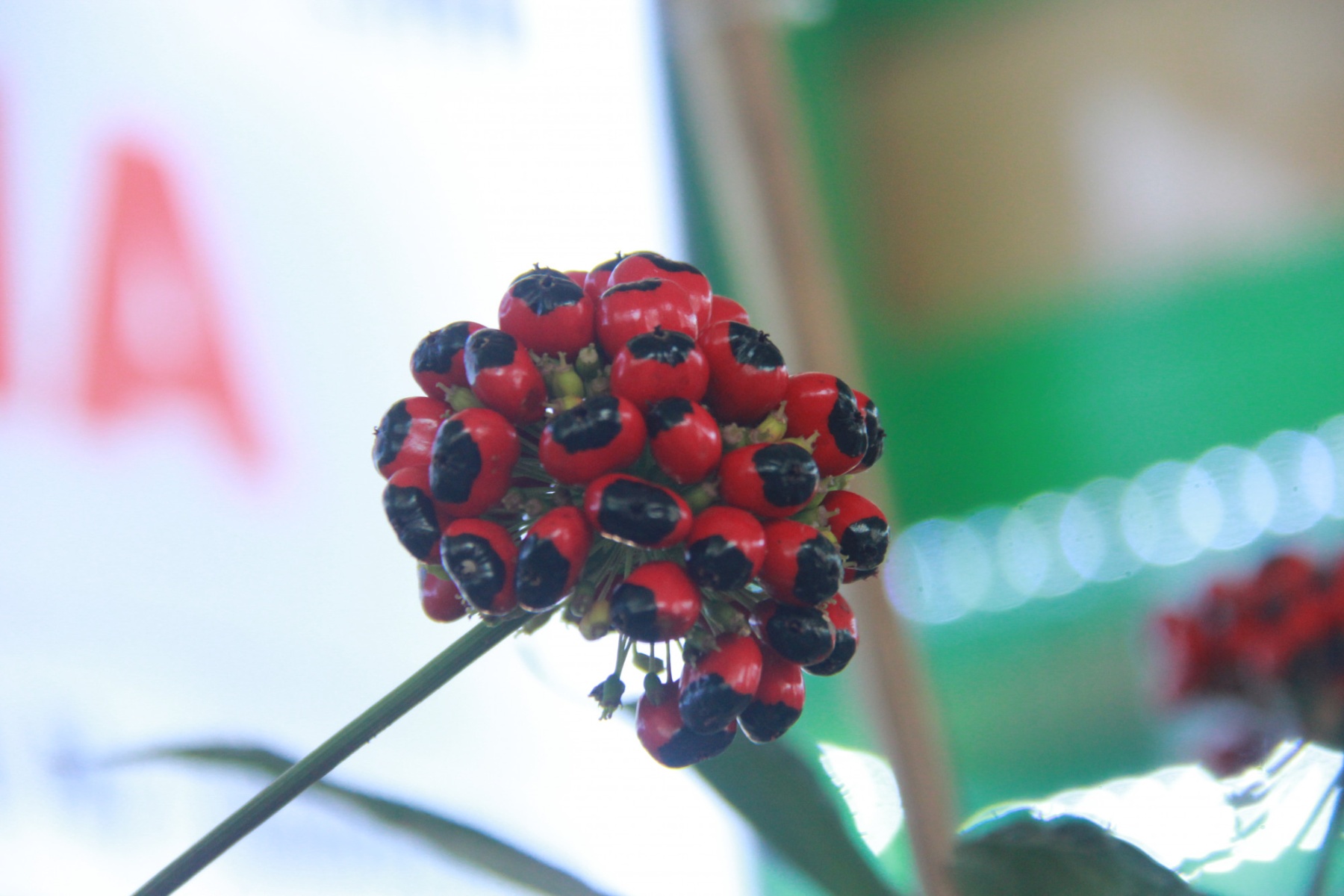 Bông hoa sâm chín đỏ rực với hơn 100 hạt. Theo giá thị trường hiện tại, mỗi hạt sâm trị giá khoảng 150 nghìn đồng