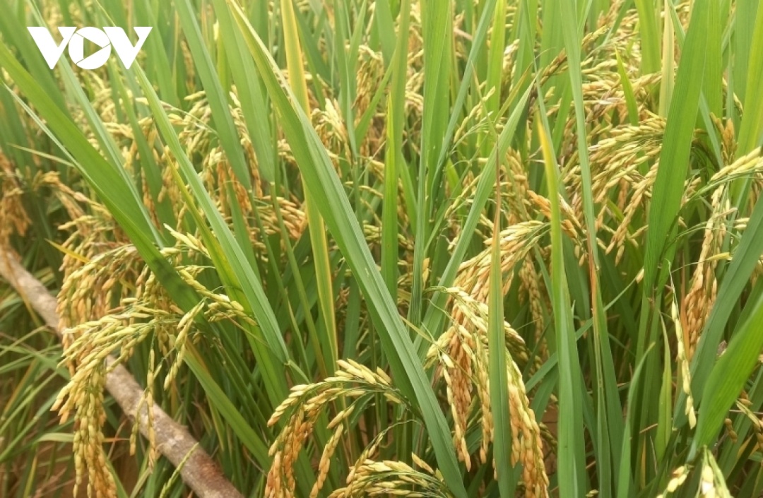 Năng suất giống lúa chịu hạn ADI73 tương đối cao với chất lượng gạo tốt.