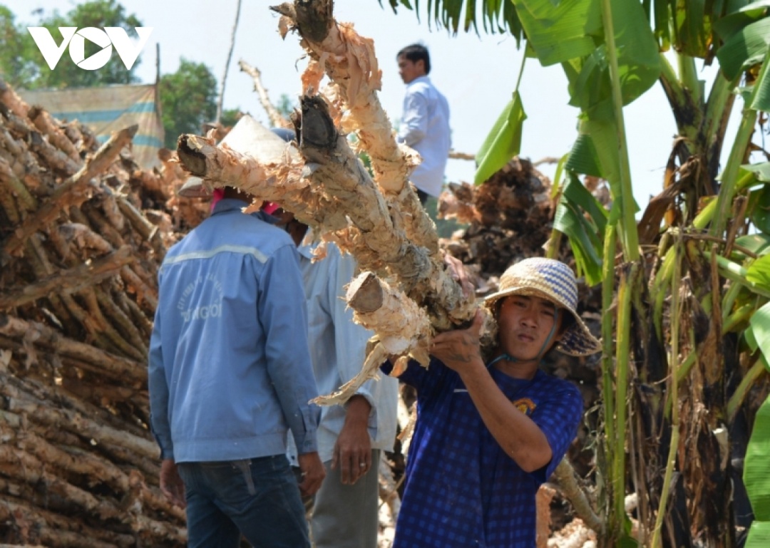 Giá cây tràm ở Cà Mau đã giảm mạnh và duy trì ở mức thấp.