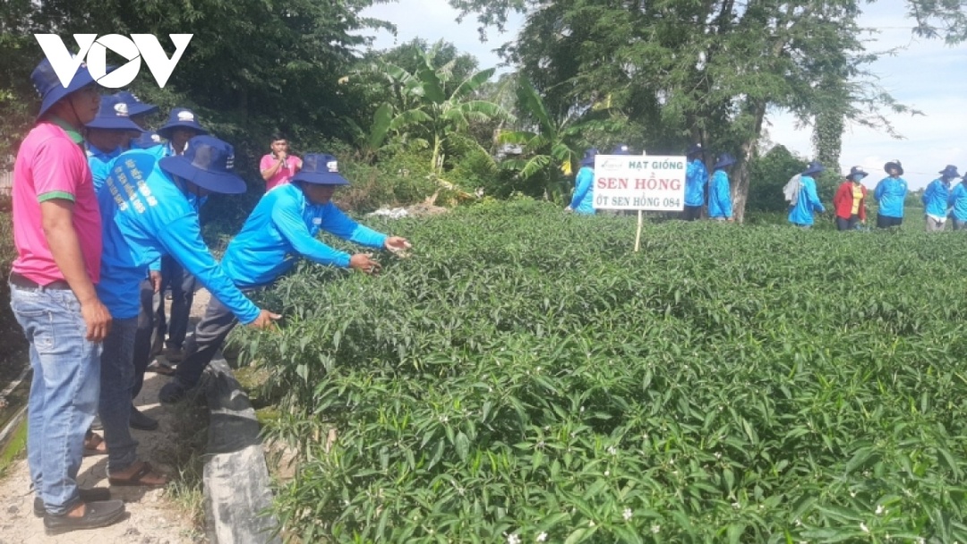 Nông dân huyện Cầu Ngang, tỉnh Trà Vinh chuyển từ đất lúa kém năng suất sang trồng cây ớt thương phẩm để có hiệu quản kinh tế cao do ít sử dụng phân bón.