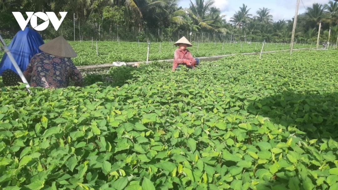 Ruộng rau của nông dân huyện Châu Thành, tỉnh Tiền Giang chỉ sử dụng phân hữu cơ, phân vi sinh mà năng suất, chất lượng vẫn đạt cao.