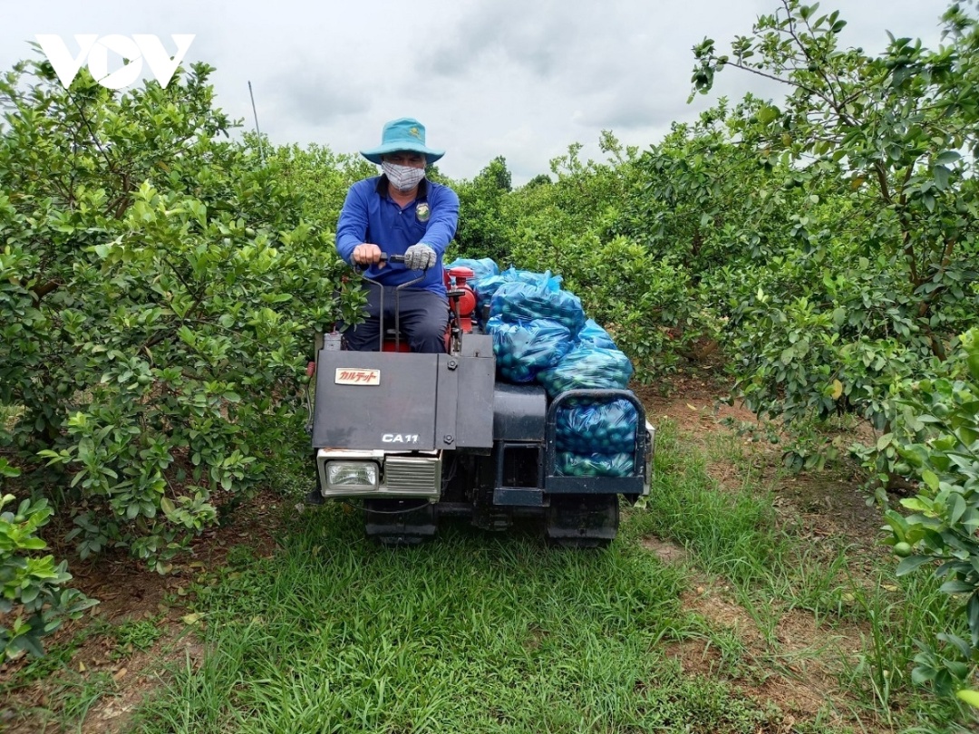 Cơ giới hóa trong khâu thu hoạch trái cây tại huyện Cái Bè, Tiền Giang