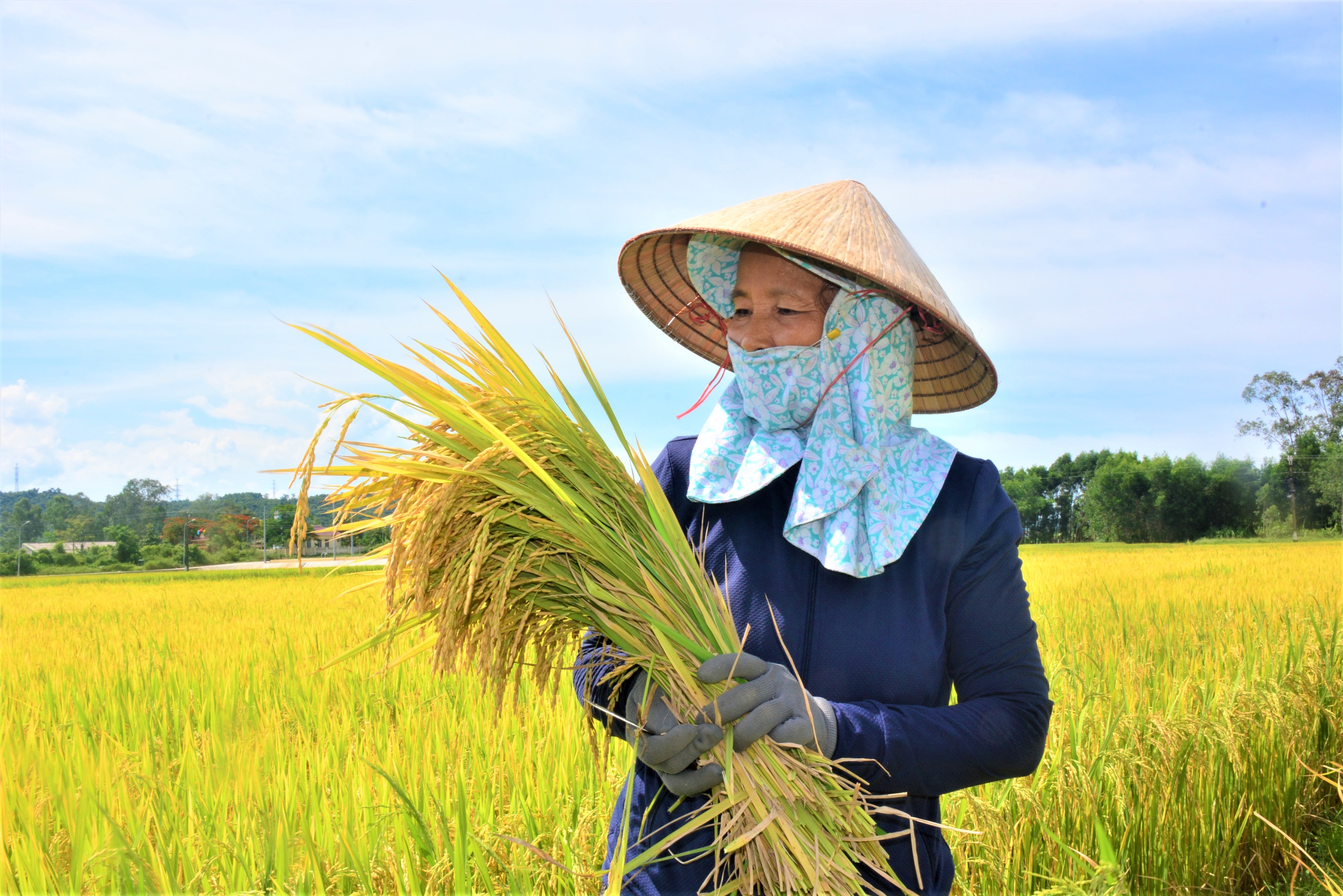 Hình ảnh đẹp về cánh đồng lúa chín ở làng quê Việt Nam - Trung Tâm Anh Ngữ  Quốc Tế ISEC Đà Nẵng