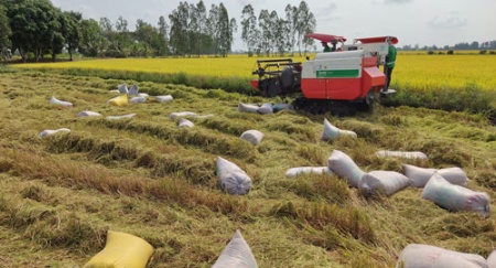 Động thái mới của Ấn Độ và cơ hội cho gạo Việt - Ảnh 1.