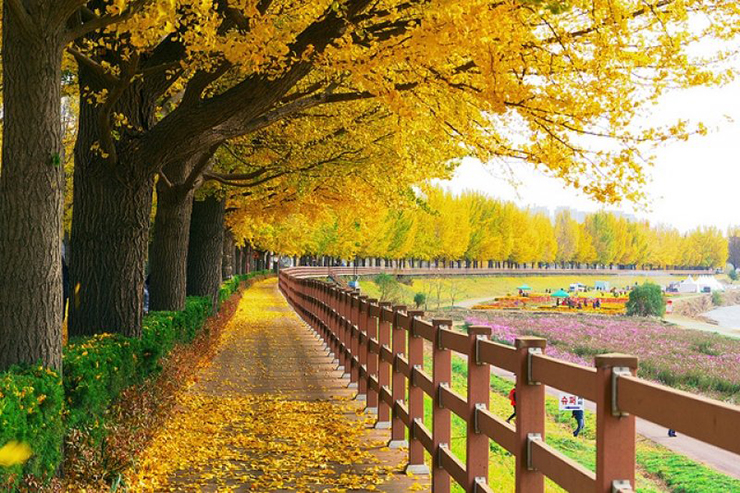 Du lịch Nhật Bản mùa nào đẹp nhất, phong cảnh lãng mạn để sống ảo? -  ALONGWALKER