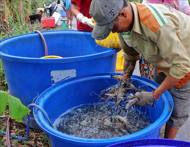 Mô Hình Con Tôm Giả Dùng Để Trang Trí  Mô hình trang trí