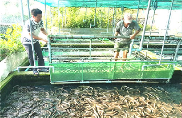 Thức ăn cho lươn Thức ăn tự nhiên  thức ăn công nghiệp cho lươn