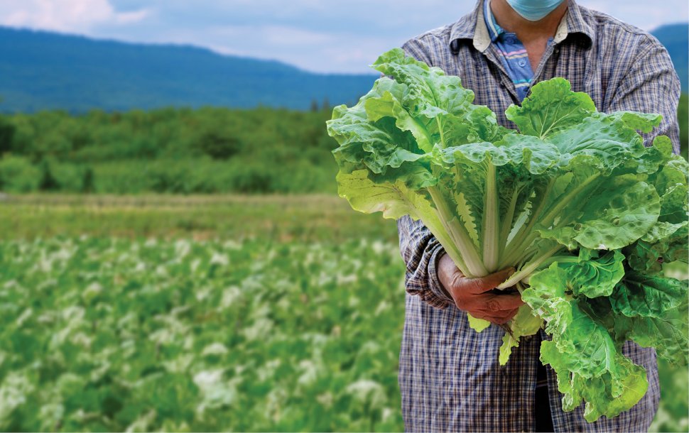 focus-fresh-green-lettuces-bunch-gardener-hand-with-blurred-organic-farm-rural-background.jpg