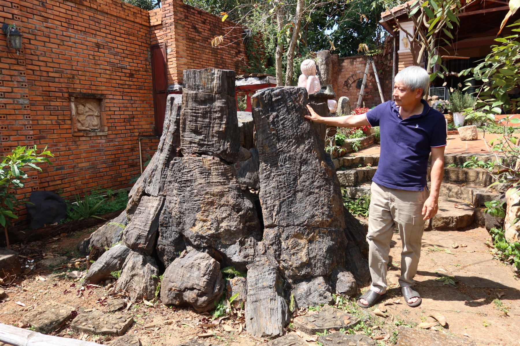 Phần gốc của cây thủy tùng hóa thạch được ông chủ bảo tàng đá dựng cẩn thận