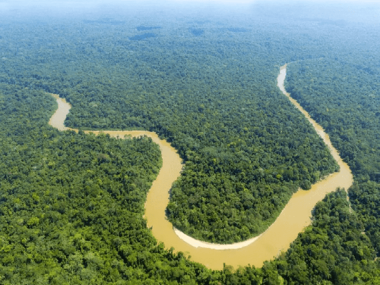 5 sự thật về rừng mưa Amazon trước đám cháy thế kỷ  Nhịp sống kinh tế Việt  Nam  Thế giới