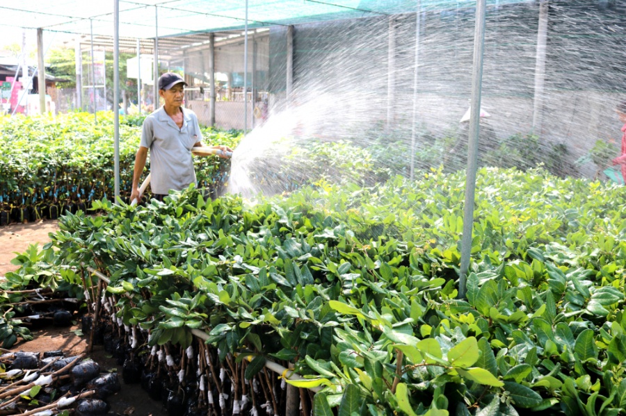Nhờ chủ động ứng phó nên đến nay, nông dân huyện Chợ Lách, tỉnh Bến Tre vẫn có đủ  nguồn nước ngọt để tưới cho các vườn cây giống - ẢNH: HUỲNH TRỌNG