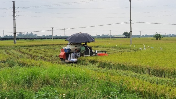 Thu hoạch lúa mùa tại huyện Phúc Thọ, Hà Nội. Ảnh: Kiên Trung.