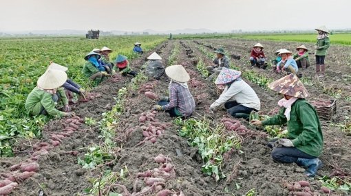 khoai-lang-nhat--an-de-lam-de-nhung-tranh-o-at-nhlI.jpeg