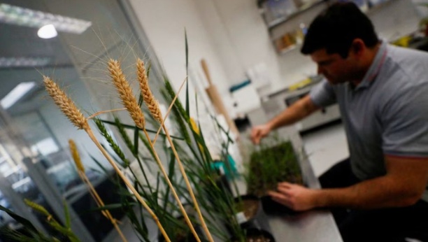 Lô lúa mì GMO, dòng mới có tên HB4, mang gen chống chịu hạn hán tốt hơn được trồng thí điểm tại một nông trại ở Pergamino, Buenos Aires, Argentina ngày 20 tháng 7 năm 2022. Ảnh: Reuters