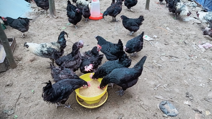 Người phụ nữ Hưng Yên thu lãi đến 200 triệu/tháng nhờ nuôi giống gà đen sì