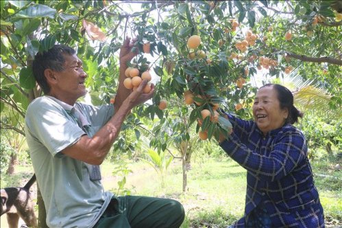 cay-thanh-tra-mang-lai-thu-nhap-on-dinh-rnku.jpg