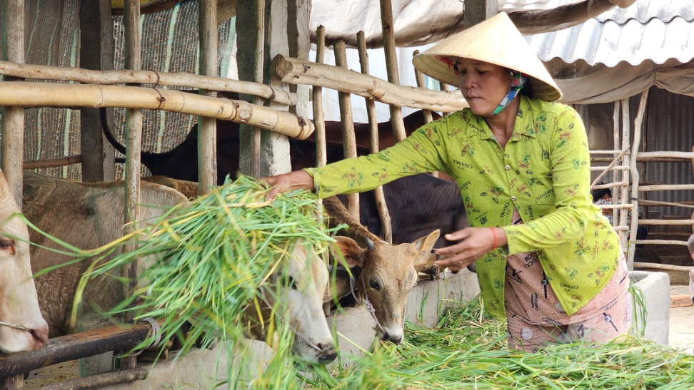 Chăn nuôi bò là nghề truyền thống của người dân tỉnh Sóc Trăng, đặc biệt là đồng bào dân tộc Khmer. Ảnh: Kim Anh.