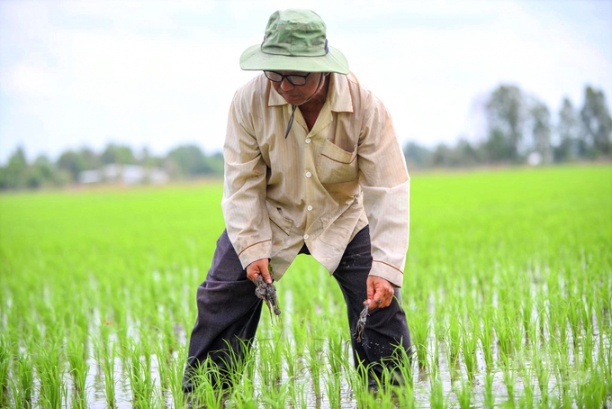 Nếu đạt mục tiêu nhân rộng 1 triệu ha lúa sản xuất phát thải thấp, nguồn bán tín chỉ các bon sẽ mang lại nguồn lợi đáng kể cho toàn bộ người nông dân và khu vực ĐBSCL.